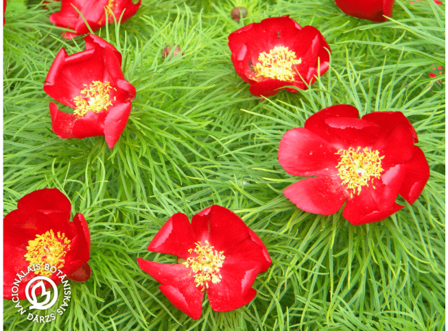 Paeonia tenuifolia